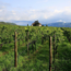 Cabernet Riserva Alto Adige DOC 2022 0.75 l