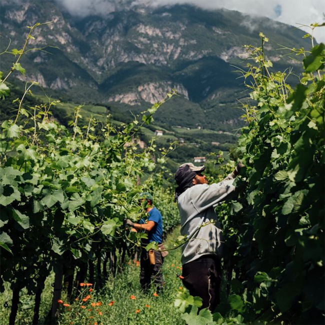 Cabernet Riserva Alto Adige DOC 2022 0.75 l