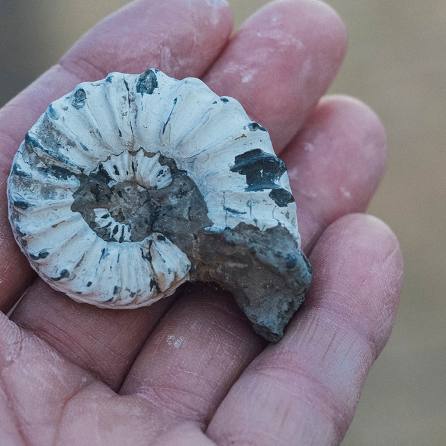 Riff Pinot Grigio delle Venezie DOC 2025 0.75 l