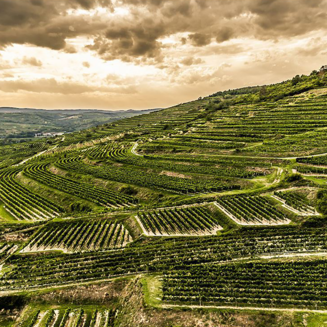 Grüner Veltliner Terrassen Kamptal DAC 2024 0.75 l