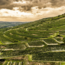 Grüner Veltliner Kamptal Terrassen Kamptal DAC 2024 0,75 l