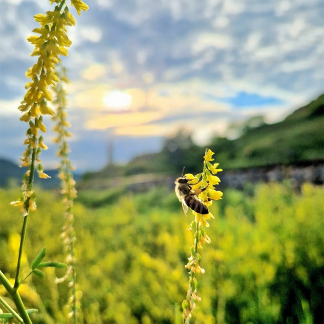 Chardonnay Reserve 2022 0.75 l