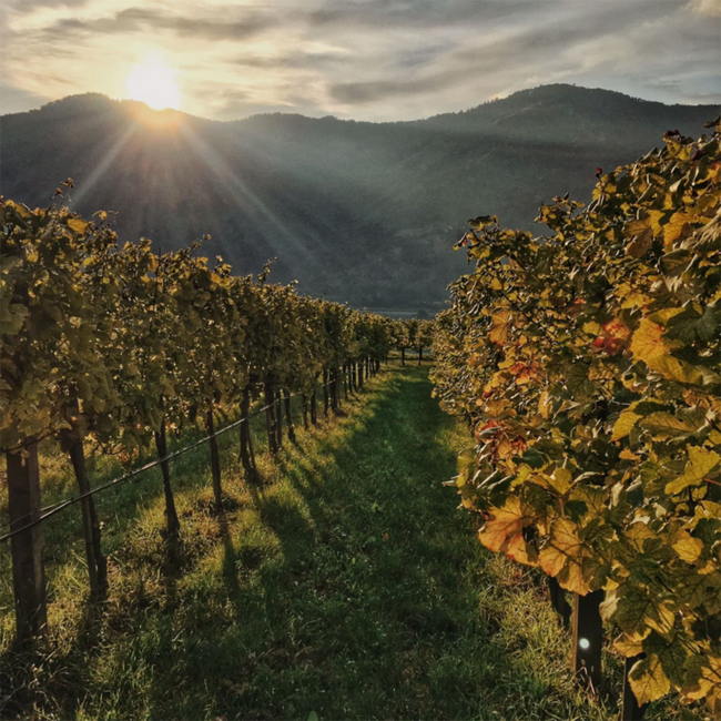 Riesling Federspiel Terrassen DAC 2025 0.75 l