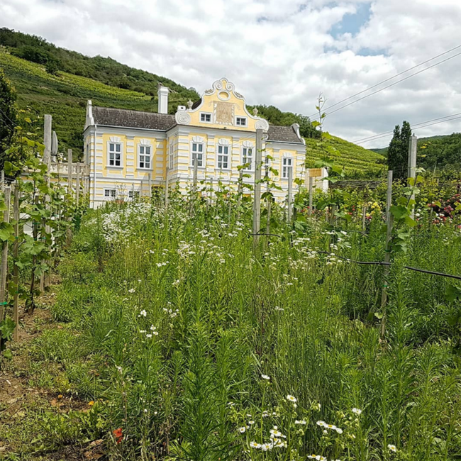 Riesling Federspiel Terrassen DAC 2025 0.75 l