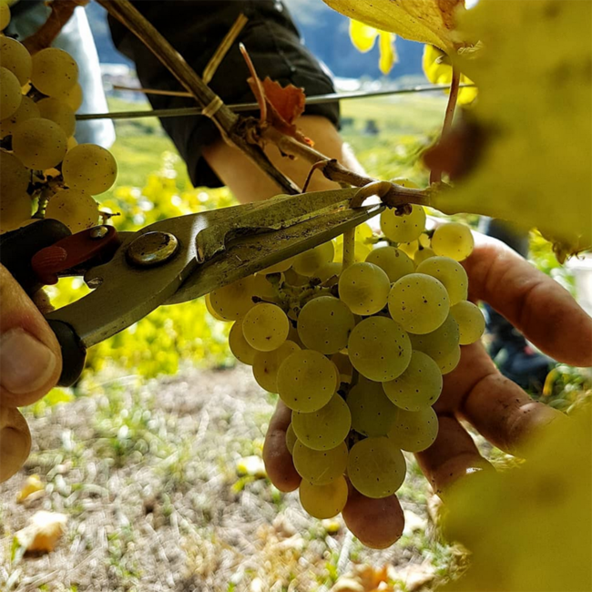 Riesling Federspiel Terrassen DAC 2025 0.75 l