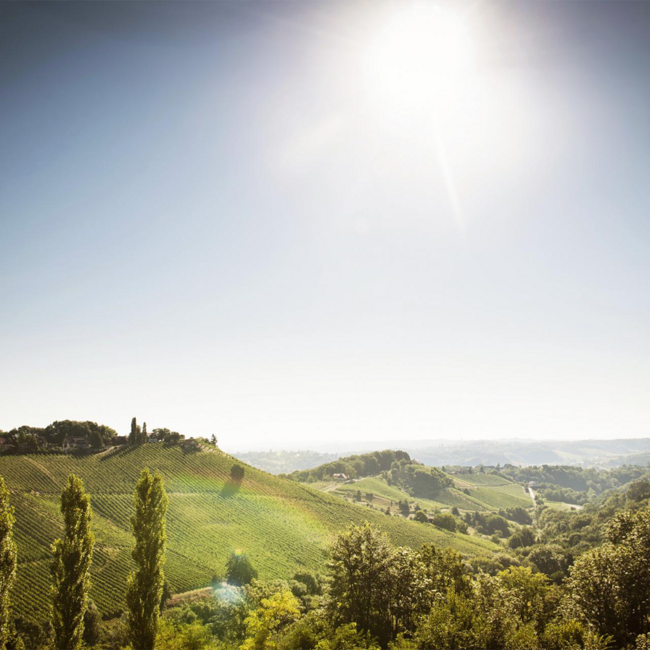 Morillon Südsteiermark DAC 2025 0.75 l