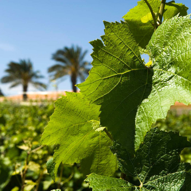 Pinot Grigio Terre Siciliane DOC 2025 0.75 l