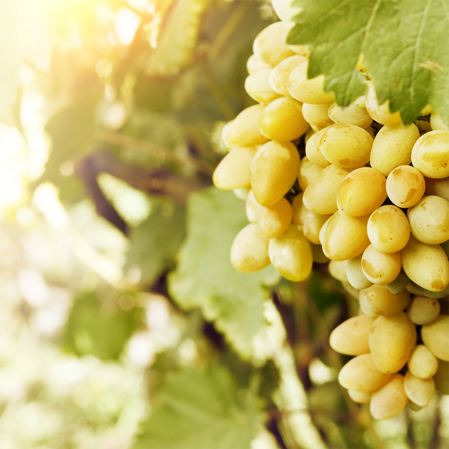 Grüner Veltliner Löss I 2025 0.75 l