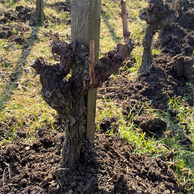 Blaufränkisch Hochberc 2022 0.75 l