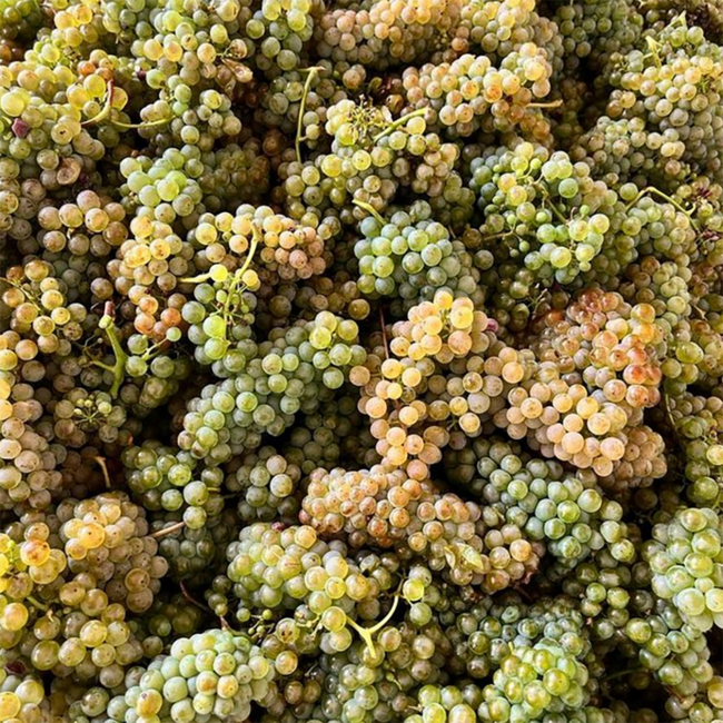 Chardonnay Ried Kräften Carnuntum DAC 2023 0.75 l