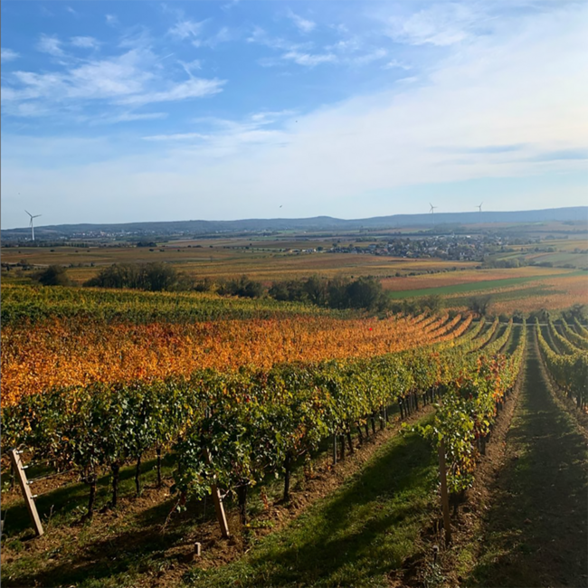 Chardonnay Ried Kräften Carnuntum DAC 2023 0.75 l