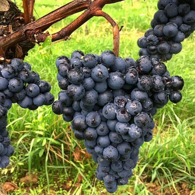 St. Laurent 2023 0.75 l