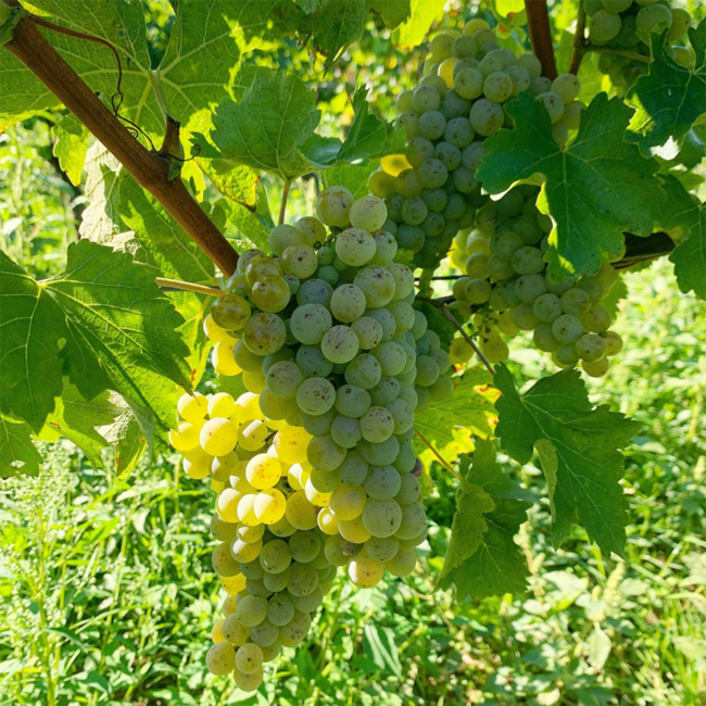 Weißburgunder Carnuntum DAC 2024 0.75 l