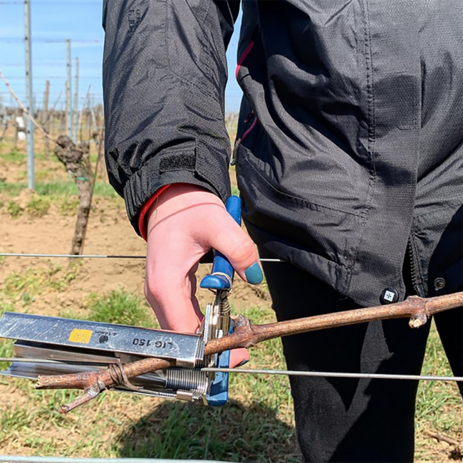 Weißburgunder Carnuntum DAC 2024 0.75 l