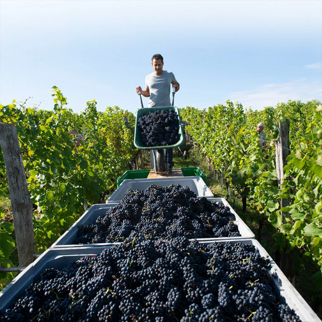 Zweigelt Rubin Carnuntum DAC 2024 0.75 l