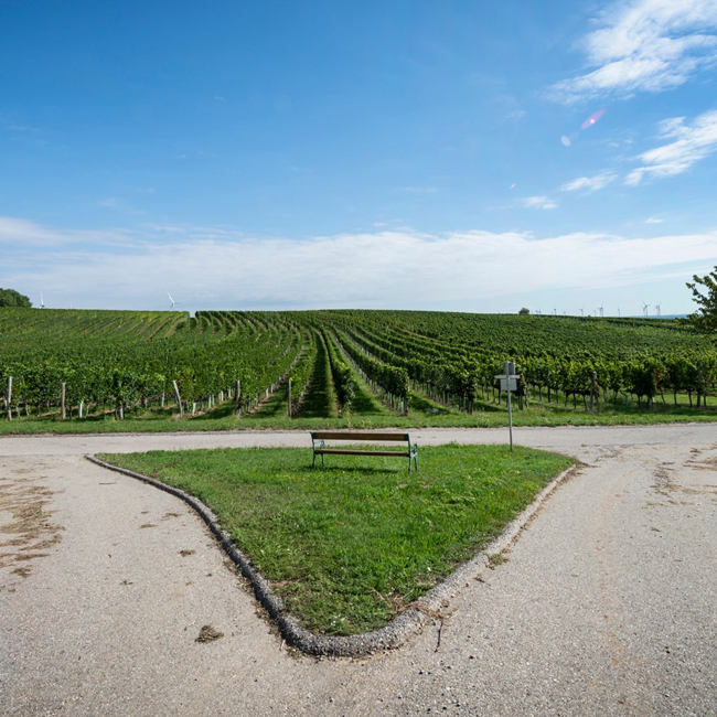 Zweigelt Rubin Carnuntum DAC 2024 0.75 l