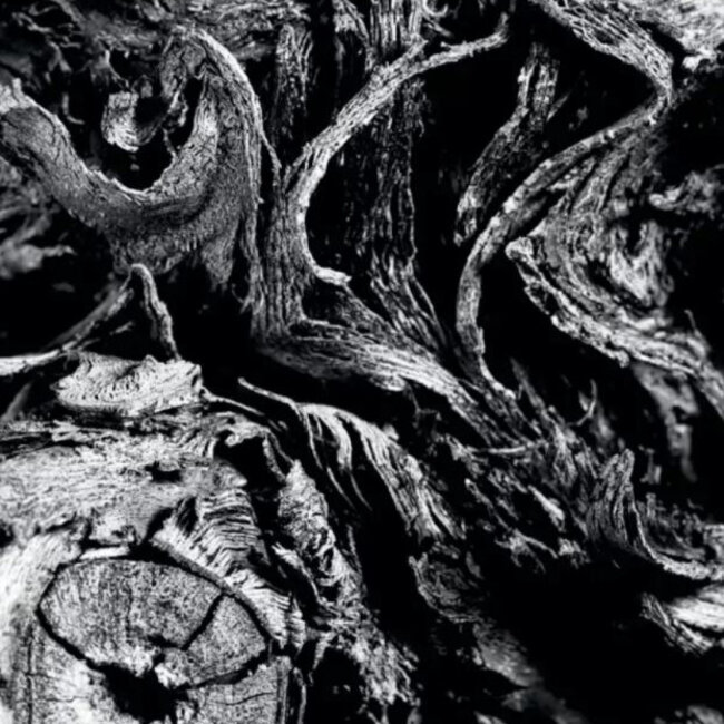 Blaufränkisch Perwolff 2022 Magnum 1.5 l