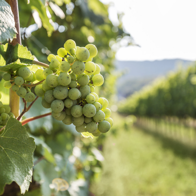 Grüner Veltliner Freiheit 2025 0.75 l