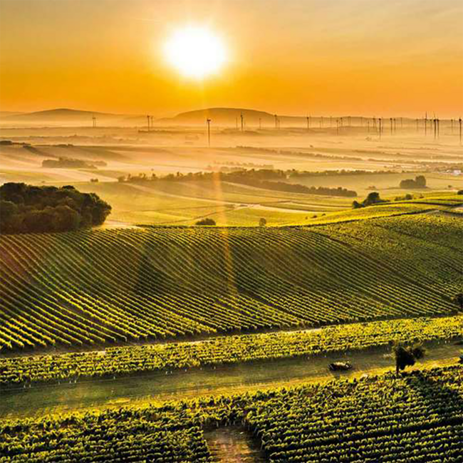 Cabernet Sauvignon  Selection 2023  0.75 l