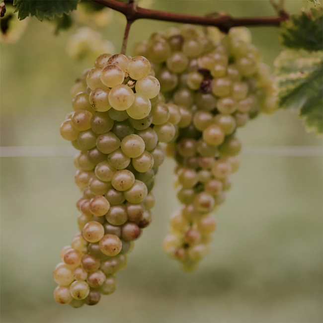 Kalk & Kreide Sauvignon Blanc Südsteiermark DAC 2025 0.75 l