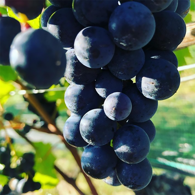 Umathum Blaufränkisch Kirschgarten 2017 0.75 l