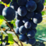 Umathum Blaufränkisch Kirschgarten 2017 0.75 l
