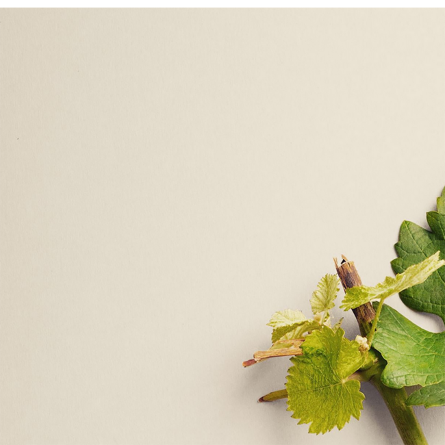 Sauvignon Blanc Sunki Südsteiermark DAC 2025 0.75 l