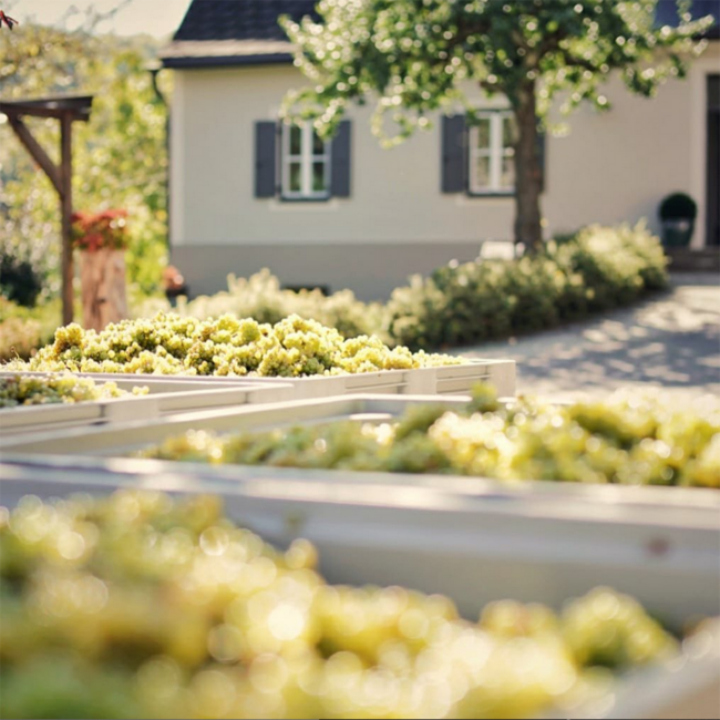 Sauvignon Blanc Sunki Südsteiermark DAC 2025 0.75 l