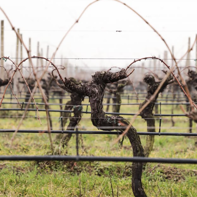 Lugana DOC Santa Cristina 2025 0.75 l