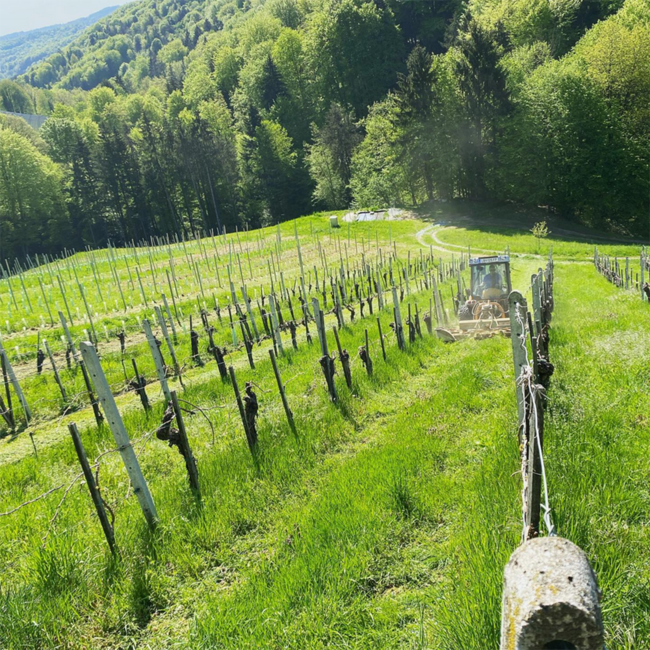 Sauvignon Blanc Südsteiermark DAC 2025 0.75 l