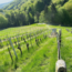 Sauvignon Blanc Südsteiermark DAC 2025 0.75 l