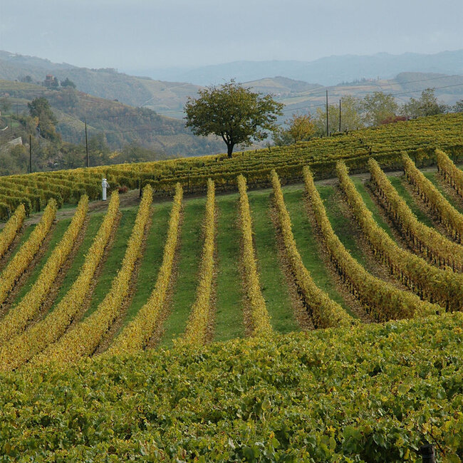 La Caliera Moscato d’Asti 2024 0.75 l