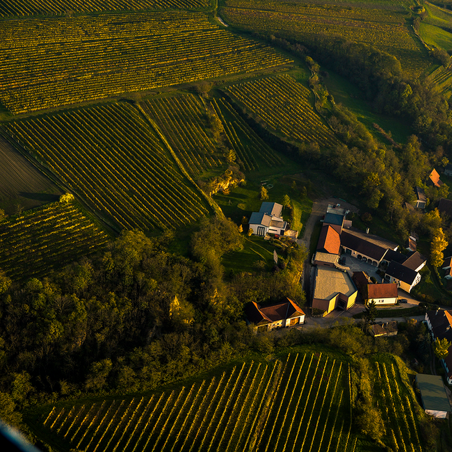 Riesling Wagram 2025 0.75 l