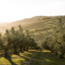 Lunatico Terre D'Abruzzo IGP Chardonnay 2025 0.75 l