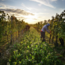 Grüner Veltliner Ried Kittmannsberg 1 ÖTW Kamptal DAC 2024 0.75 l