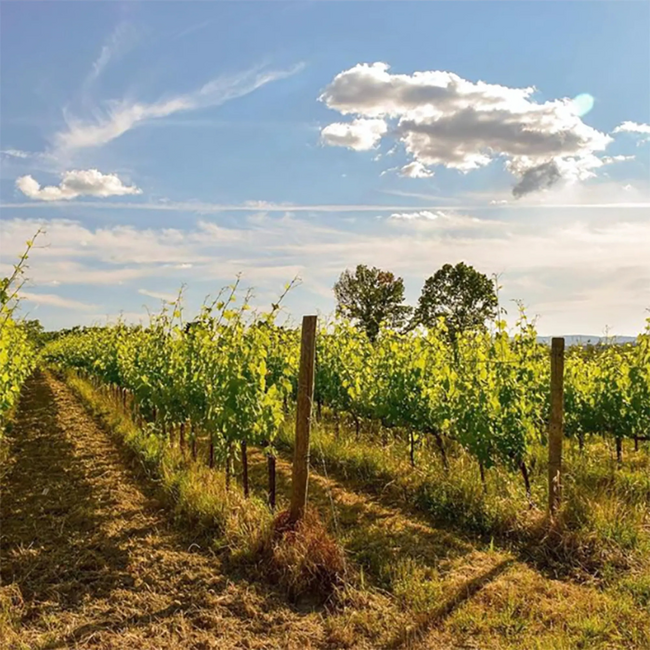 Piemonte D.O.C. Barbera “Minetta” 2025 0.75 l