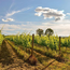 Piemonte D.O.C. Barbera “Minetta” 2025 0.75 l