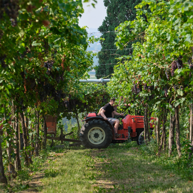 Amarone della Valpolicella Classico DOCG 2022 0.75 l