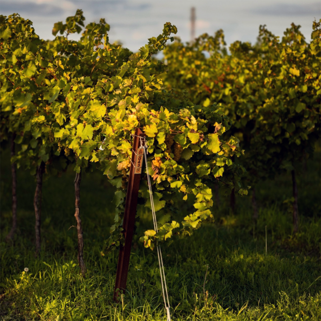 Pinot Grigio Alkoholfrei 0.0% 0.75 l