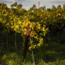 Pinot Grigio Alkoholfrei 0.0% 0.75 l