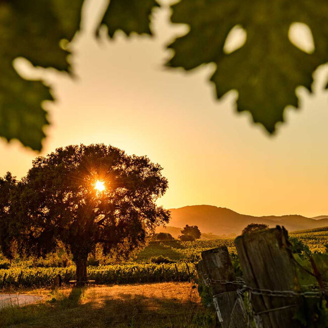 "Terra di Monteverro" Toscana IGT 2021 Magnum 1.50 l
