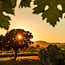 "Terra di Monteverro" Toscana IGT 2021 Magnum 1.50 l