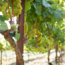 Velich Chardonnay Darscho 2023 0.75 l