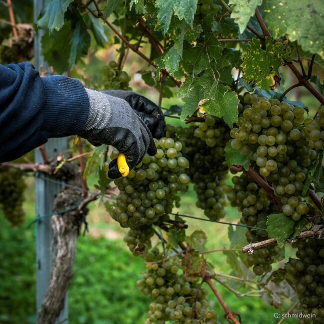 Grüner Veltliner Ried Spiegel Kamptal DAC 2022 0,75 l
