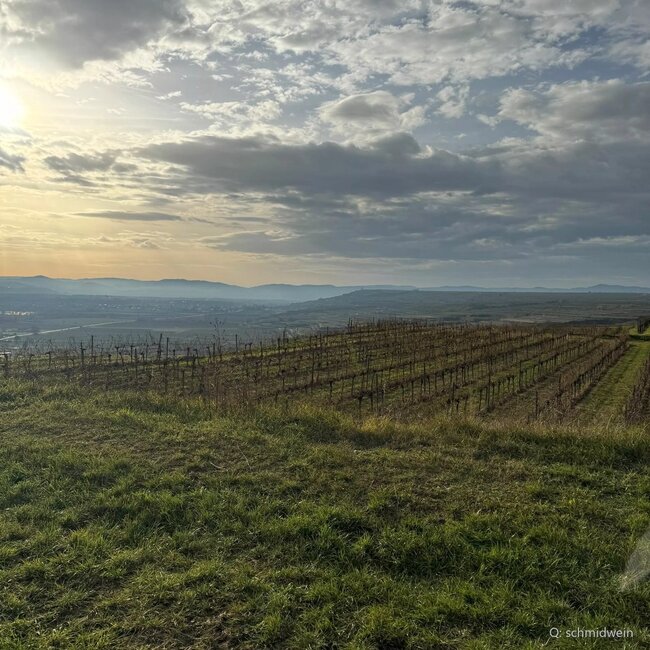 Grüner Veltliner Ried Spiegel Kamptal DAC 2022 0,75 l