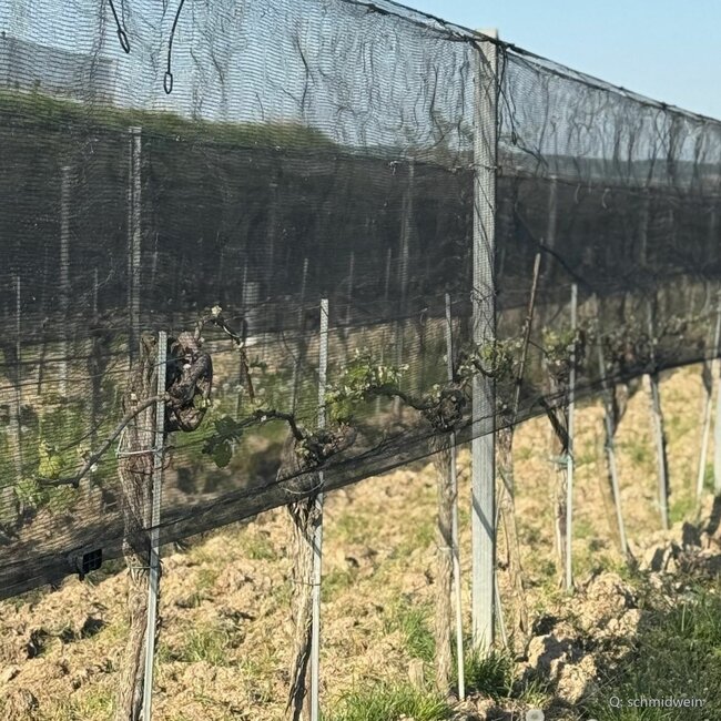Gelber Muskateller 2025 0,75 l