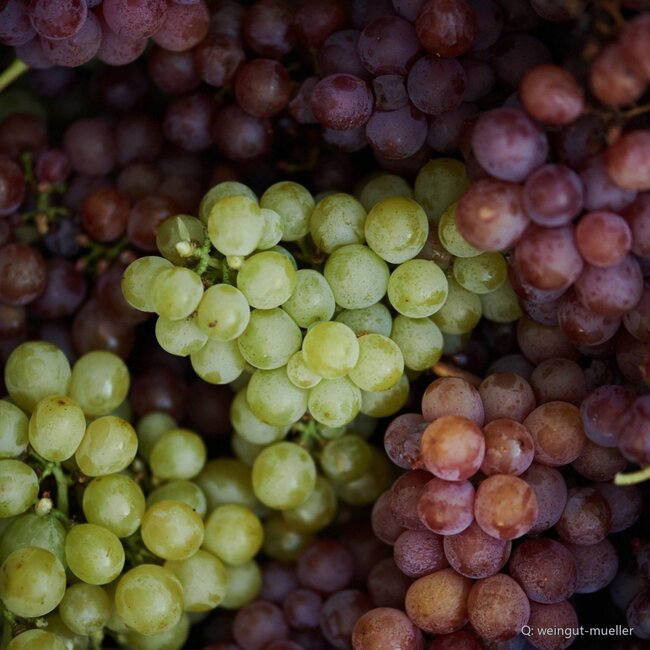 Sauvignon Blanc Ried Seindl Erste Lage Eruption Vulkanland Steiermark DAC 2021 0,75 l