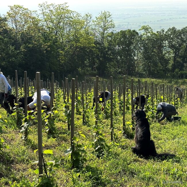 Sauvignon Blanc Steinmühle 2025 0,75 l
