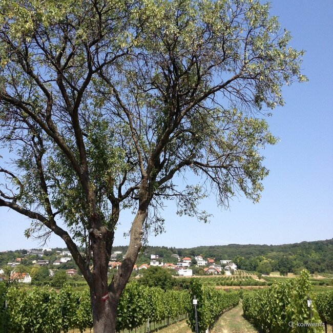 Chardonnay Leithakalk 2025 0,75 l