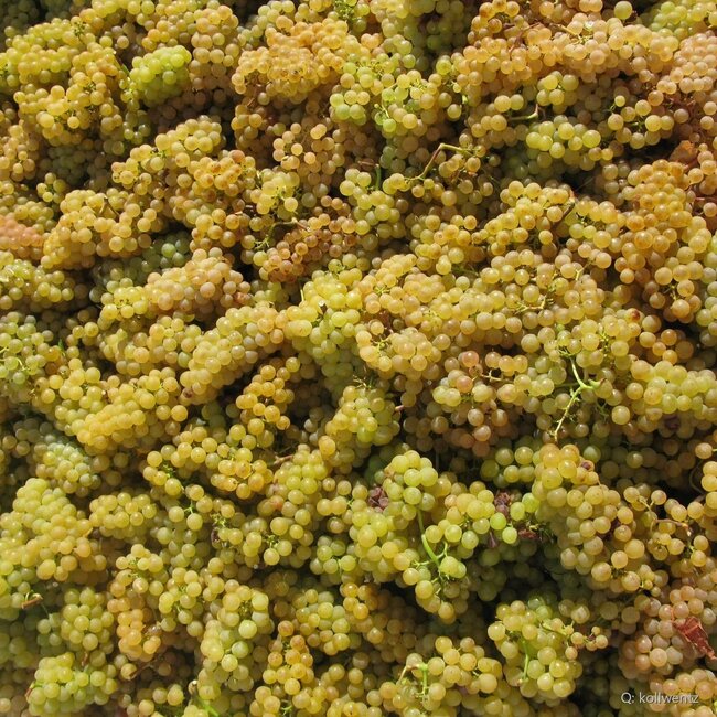 Chardonnay Leithakalk 2025 0,75 l
